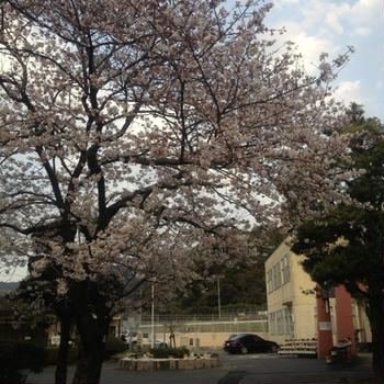 桜さく頃