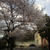 桜さく頃