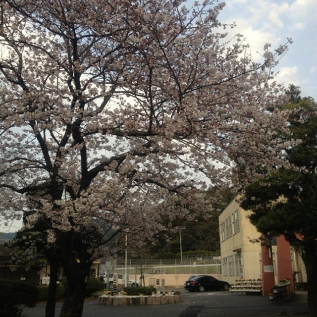 桜さく頃