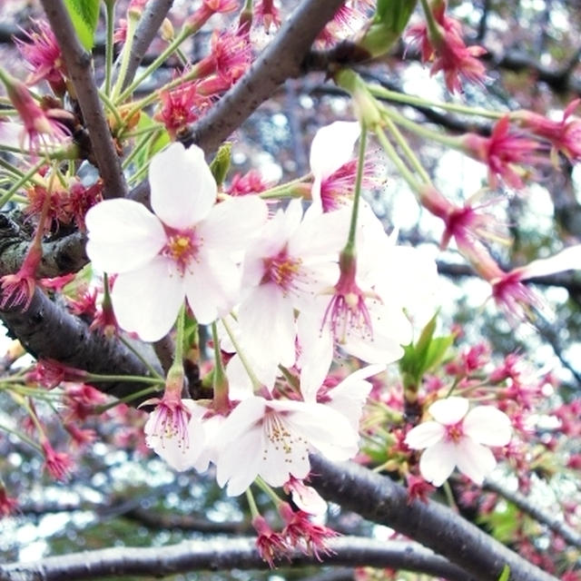 お花見15 ほぼ葉桜 ちょろっと桜 By Mimikoさん レシピブログ 料理ブログのレシピ満載