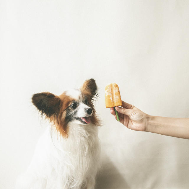 棒ごと食べられる犬用かぼちゃアイス By 犬ごはん先生 いちかわあやこさん レシピブログ 料理ブログのレシピ満載