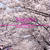 IKu散歩　－SAKURA　２０１２　SOMEIYOSHINO－