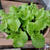 冬野菜