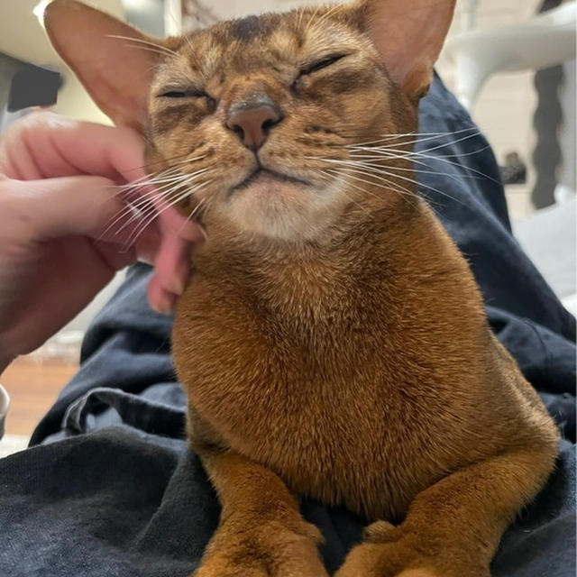 膝っ子りすちゃん