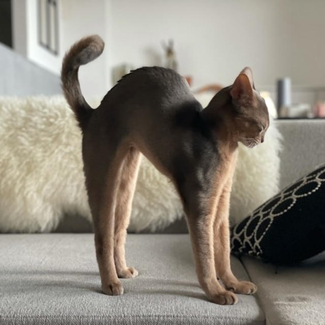5ヶ月のわか坊がハロウィンの猫さんみたいだった