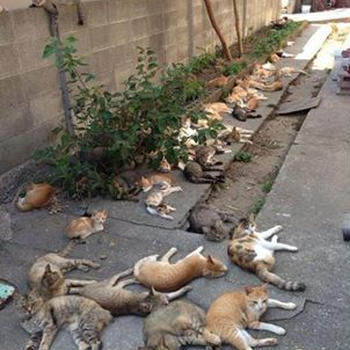 わくわくする猫写真