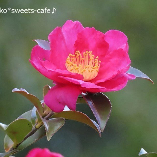 *今日は大寒＊サザンカの花が満開です＊