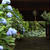 清水寺の紫陽花