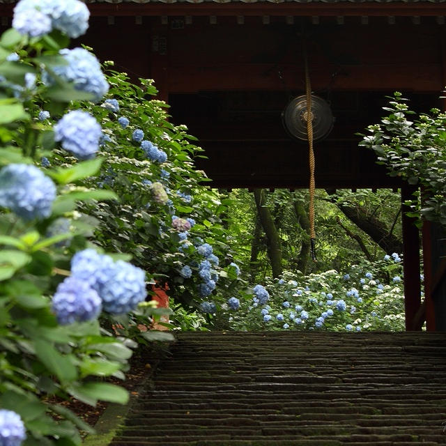 清水寺の紫陽花