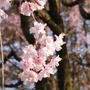 薄暮の枝垂れ桜