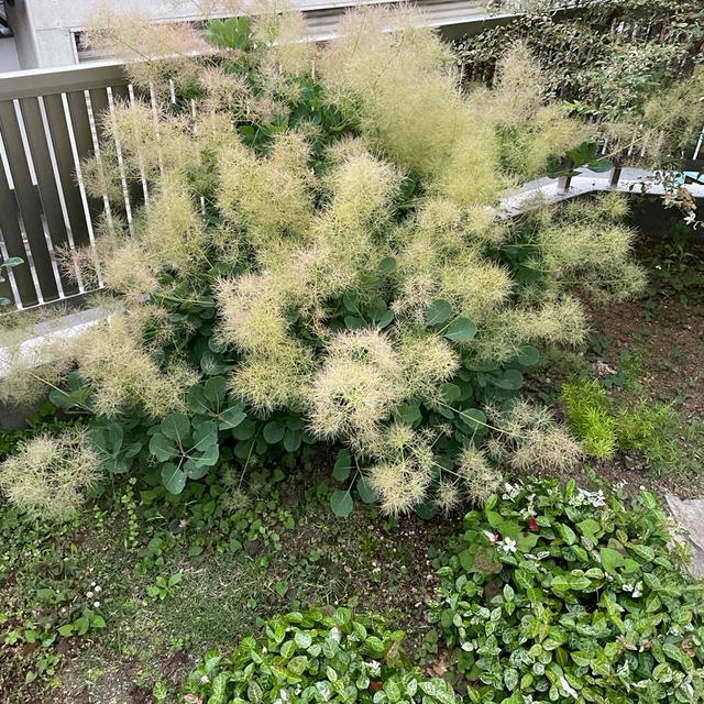 スモークツリー