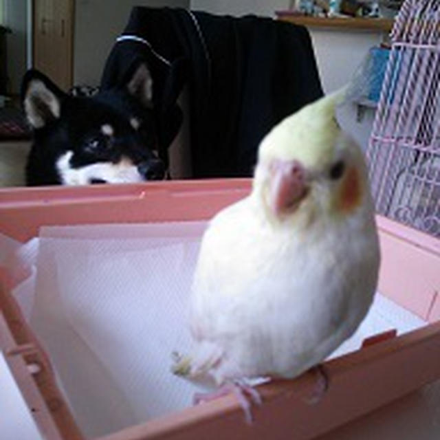 ぴーーちゃん♪