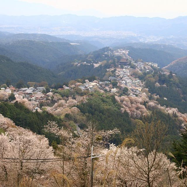 吉野の千本桜を見に行ってきました。