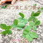 四つ葉と五つ葉(#^.^#)♡