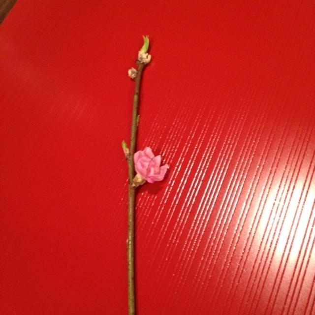阪急にちょろっと寄ったら欲しかったものが！