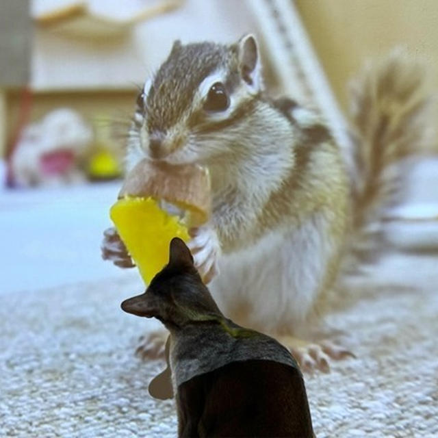 動画のリスさんの食べてるものが欲しい坊