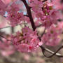 河津桜満開でした！