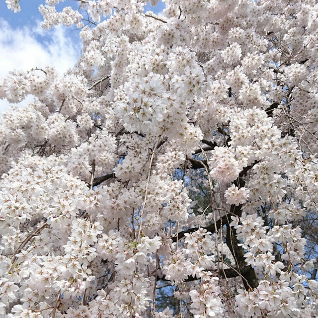 京都の桜 Part 2 ♪