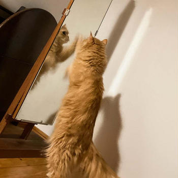 鏡を見たのは初めて？