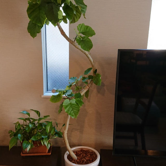 これからに期待のウンベラータ