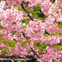今日から3月＊河津桜も葉桜に！