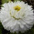 チロリアンデージーとデージーの花の違いは・・・？