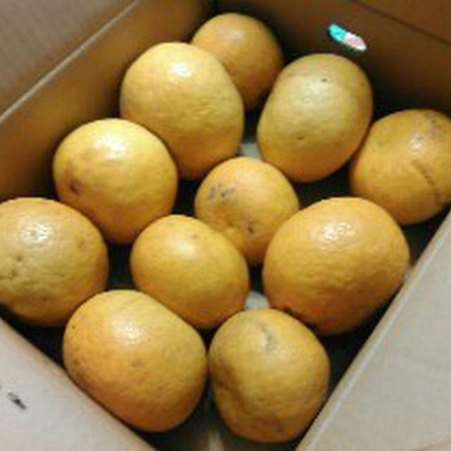 甘夏ジャムを作りました☆愛媛県　自然栽培無農薬『甘夏　B品5kg』