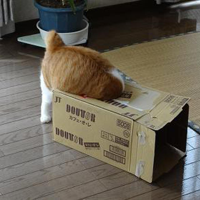 箱猫