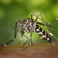 蚊退治には蚊取りトラップ！自作して庭の蚊を駆除！