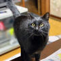 5ヶ月振りの奇跡！　猫にも帰巣本能があるようです