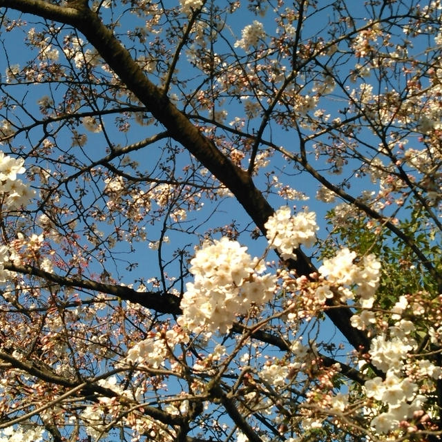 お花見はお散歩中に