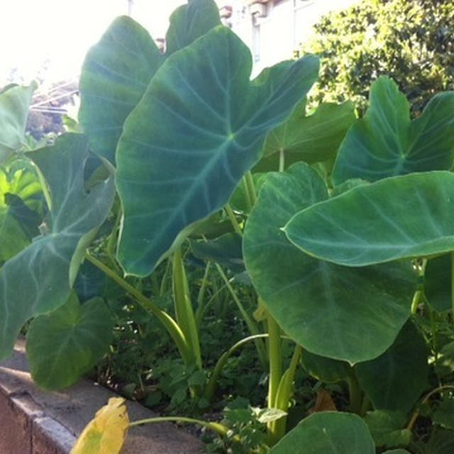 野菜②