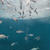 【香川】四国水族館