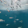 【香川】四国水族館
