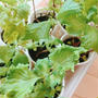 Fennel と　Funocchio
