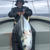 キハダマグロのハツ刺