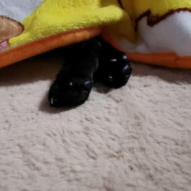 猫も寝不足