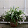 フウラン桃源の花2024#最近撮った写真は