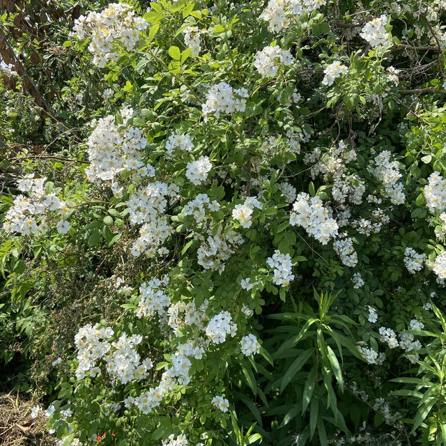 あー、毎日がんばって生きてる