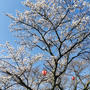 山の公園で、桜の下でコーヒータイム