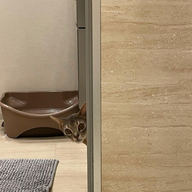 ひょっこり坊（インスタ動画あり）
