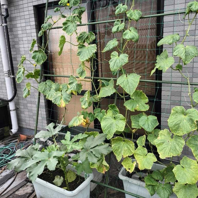 7月2日のバルコニー菜園。きゅうり、おくら、ゴーヤ…食べ始めました！