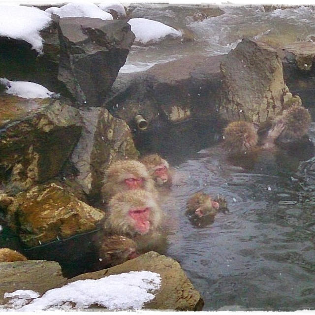 外国人にも大人気♪雪の露天温泉☆Snow monkeyに会いにあったかタイツで出発！