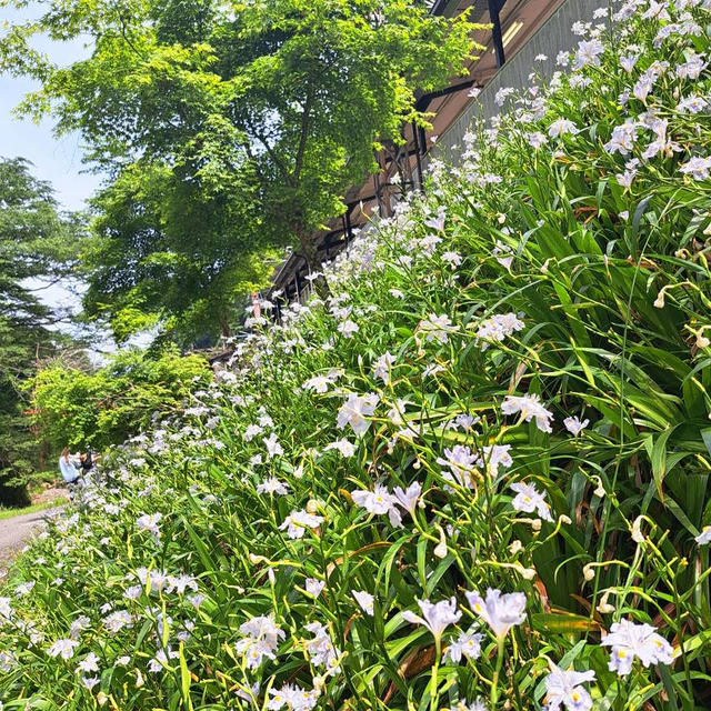 高野山に九輪草を見に行くプチトリップ２山登り２６回目と梵恩舎のランチ
