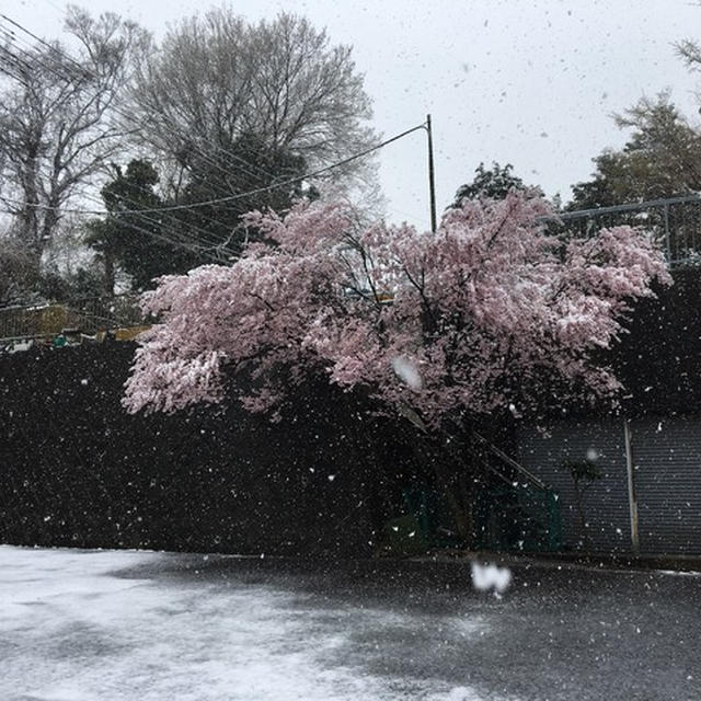 季節外れの雪　雪桜
