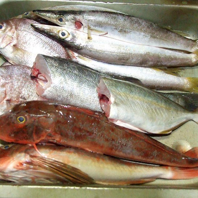 魚のオンパレード