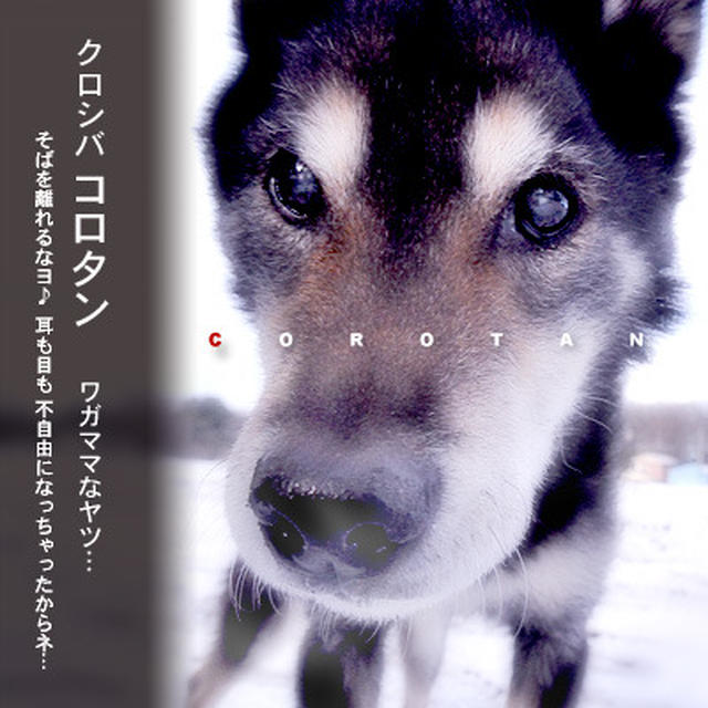 雪の日のおさんぽ♪ 桜はまだかなぁ…