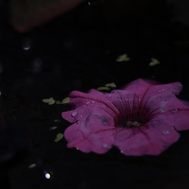 玉ボケの写真　あれこれ