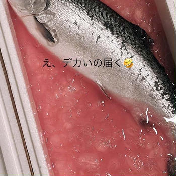 ゴールデンウィークにサーモンが届いて…