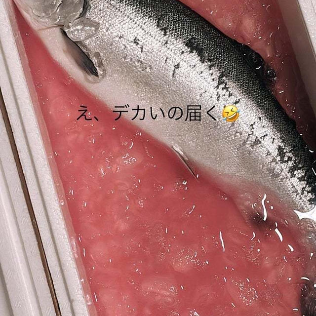 ゴールデンウィークにサーモンが届いて…